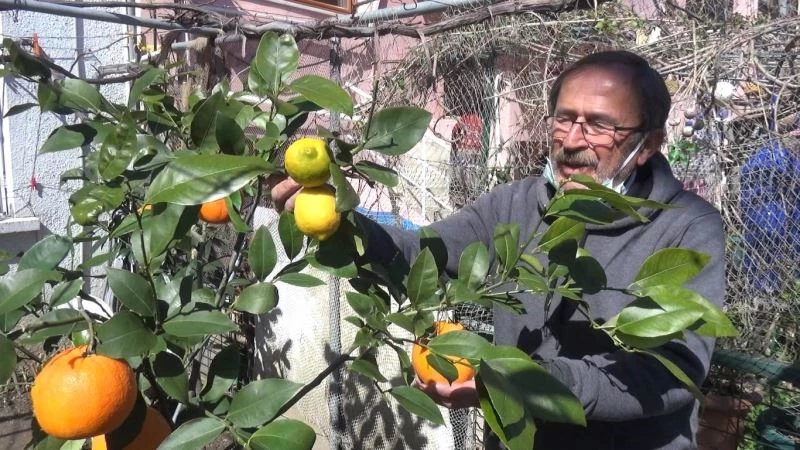 Askıda portakal uygulamasıyla sosyal mesaj veriyor
