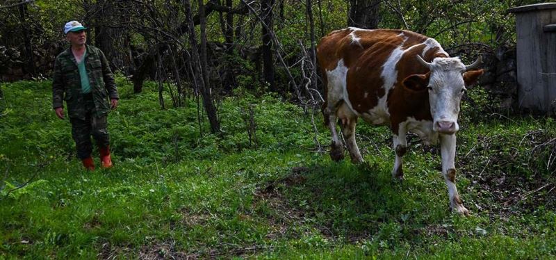 22 Buzağı aldığı ineğine gözü gibi bakıyor
