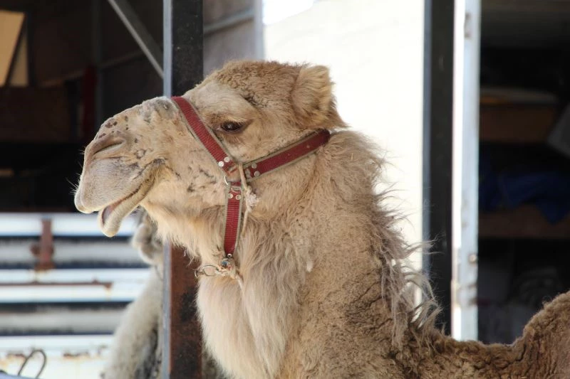 3 deveyle başladı, şimdi çiftlik kurdu
