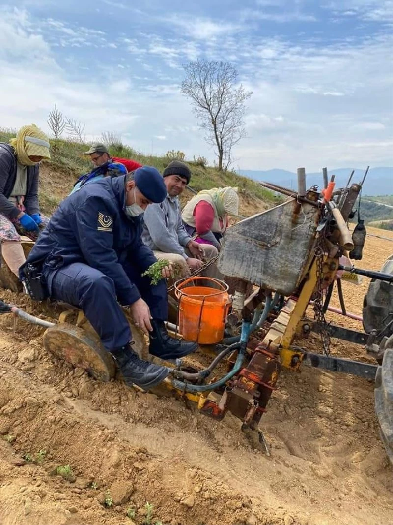 Jandarma yorulan  çiftçinin yerine kekik dikimi yaptı
