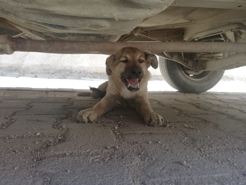 Bisikletten düşen çuvaldaki köpeğin üzerinden araç geçti
