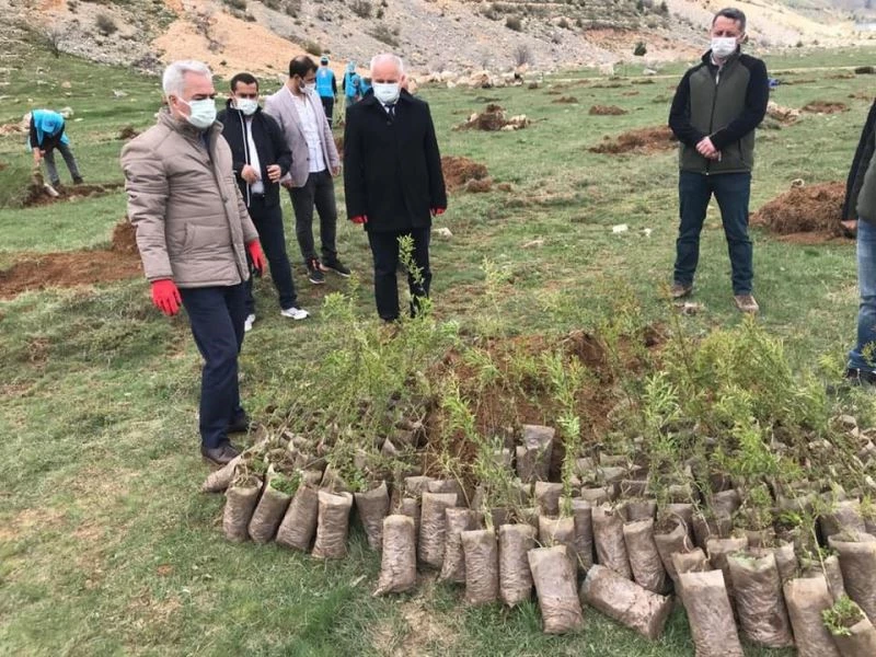 Davraz’a badem fidanları dikiliyor
