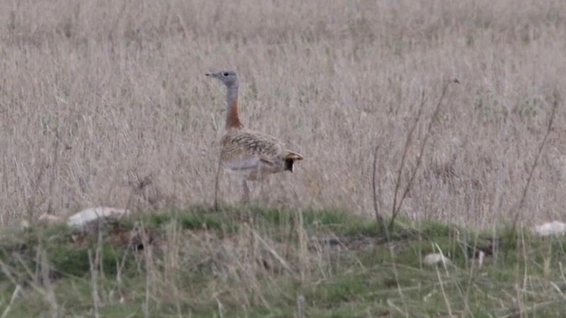 Kırmızı listede yer alan 