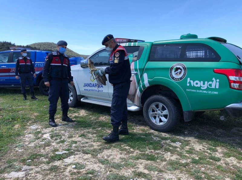 Yaralı balaban kuşuna jandarma şefkati
