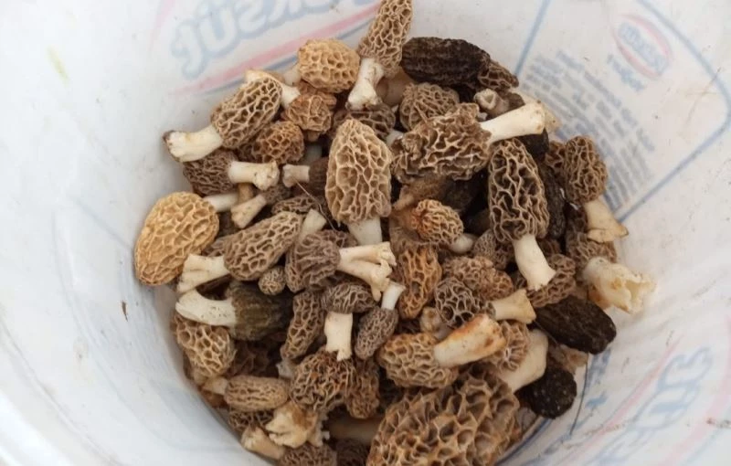 Tavşanlı’da kuzugöbeği