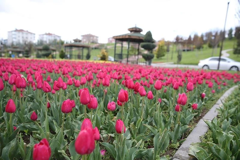 Sincan Belediyesi kendi bitkisini kendi yetiştiriyor
