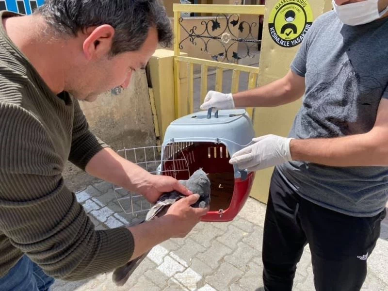 Gökçe Delice kuşu tedavi altına alındı
