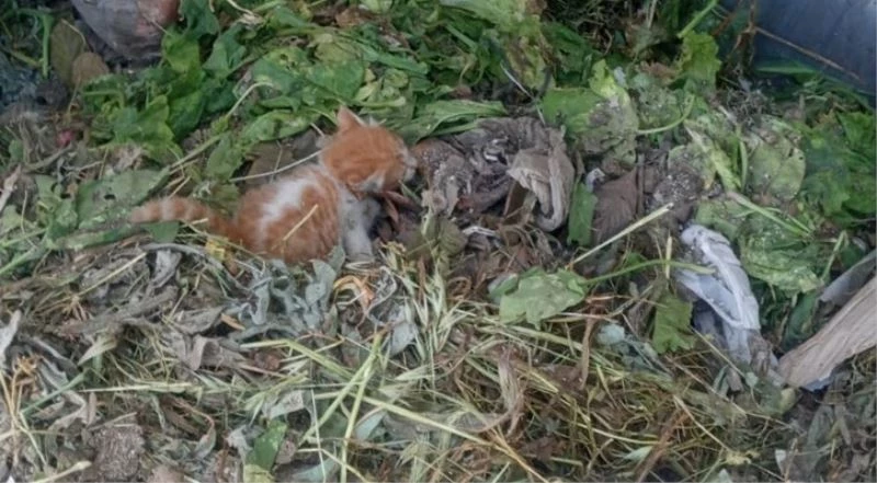 Bodrum’da çöpe bırakılan yavru kedi, temizlik personelinin dikkatiyle kurtarıldı
