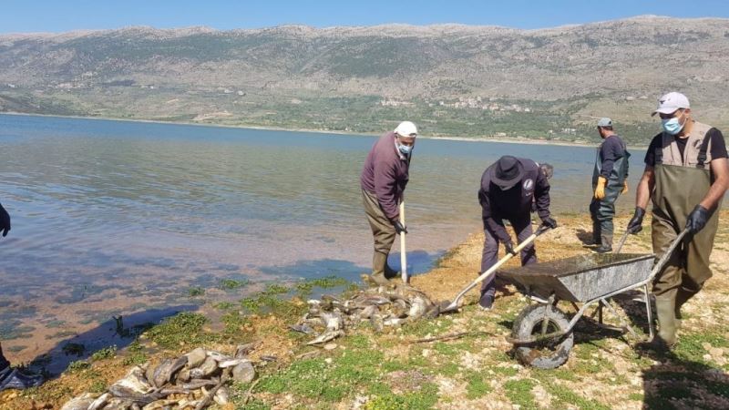 Lübnan’da tonlarca sazan balığı telef oldu
