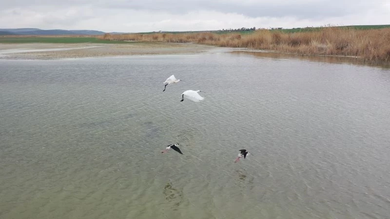 Başkent’in renkli misafirleri flamingolar Mogan Gölü semalarından geçti

