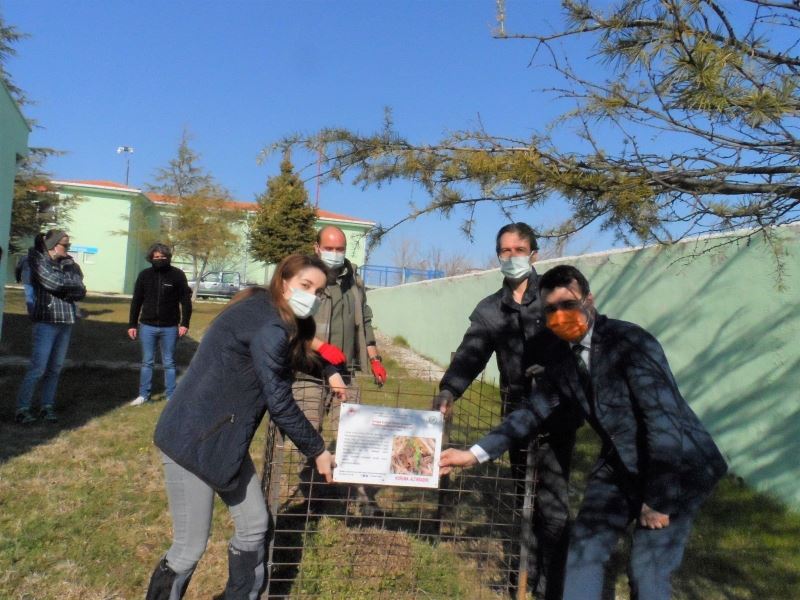 Kırklareli’nde “Kırmızı orman karıncaları” koruma altına alındı
