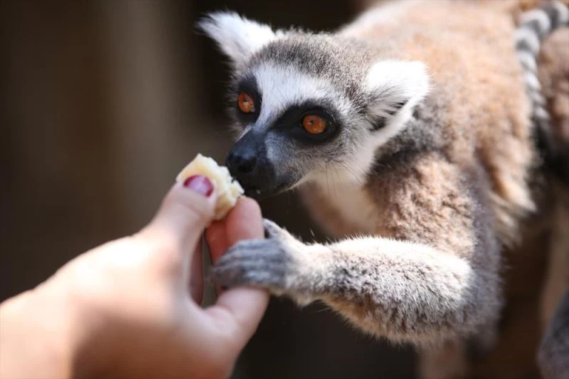Lemur ailesinin ilk yavruları 