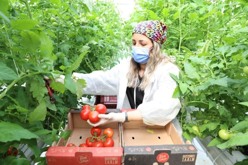 Türkşeker Ankara’da ilk serasını kurdu: İlk ürünler raflarda yerini aldı
