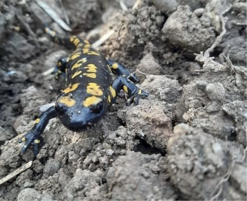 Baharla birlikte Benekli Semenderler çıkmaya başladı
