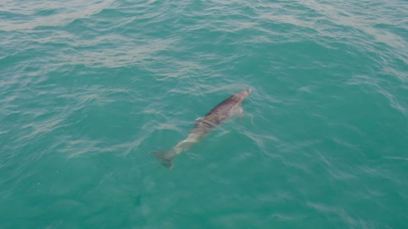 (ÖZEL) Yunus balığından İstanbul Boğazı’nda görsel şölen
