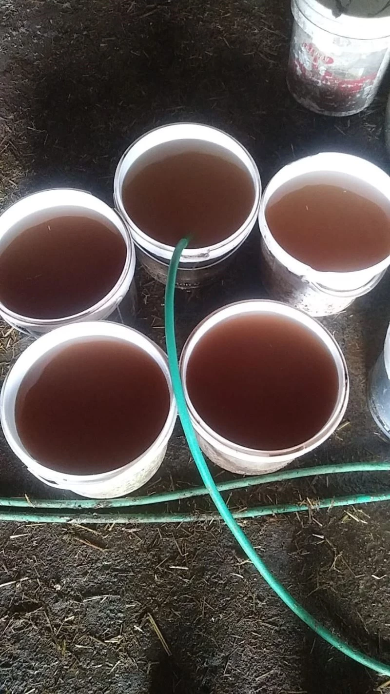 Limonata değil şebeke suyu: Hayvanlar bile içemedi
