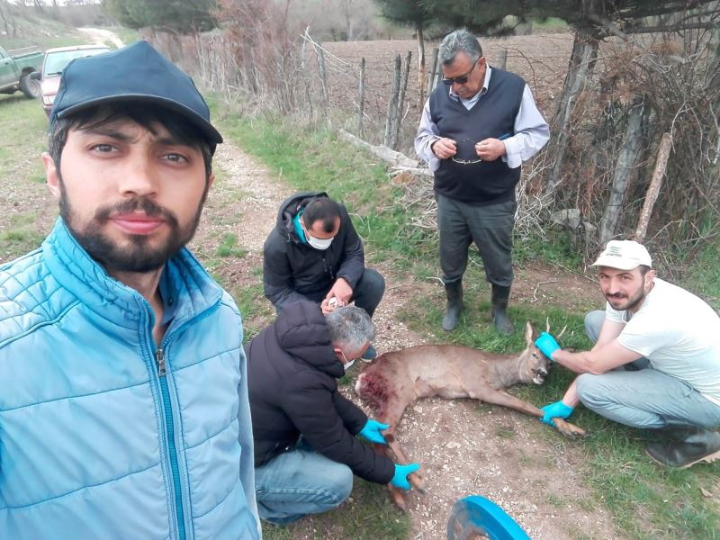 Köpeklerin saldırdığı karacayı mahalle sakinleri kurtardı
