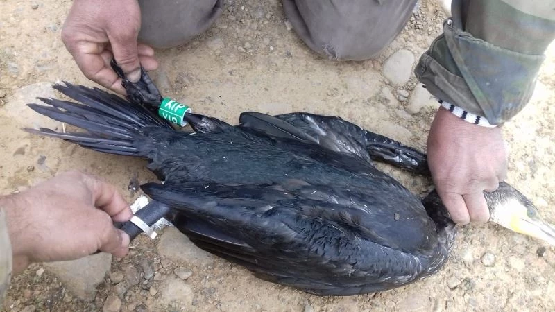 Ağlara takılan karabatak kurtarıldı
