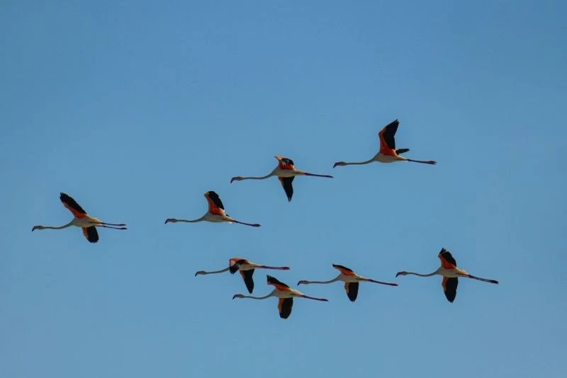 (Özel haber) Flamingolar Erçek Gölü’ne bu yıl erken geldi
