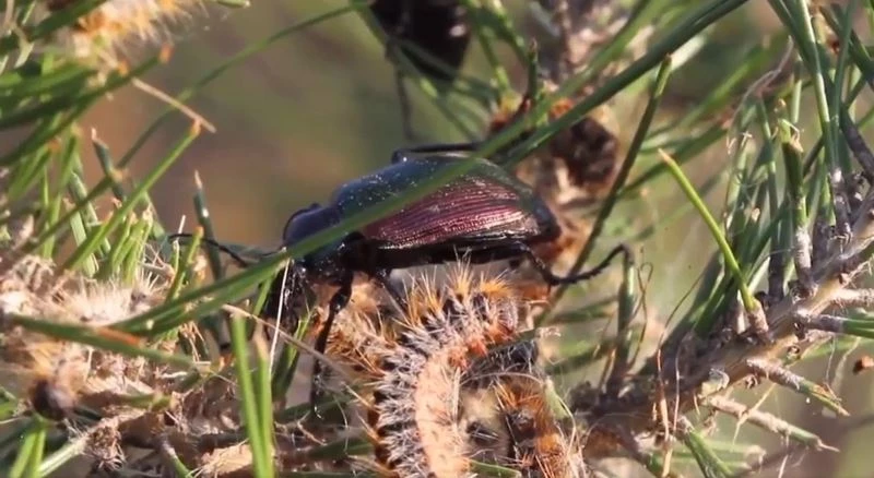 Terminatör böcekler işbaşında
