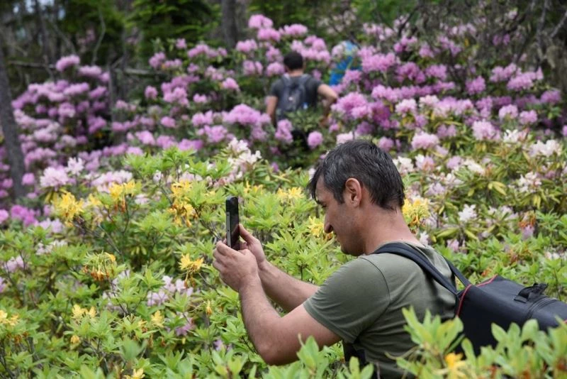Artvin’de ladin ormanları sekiz dişli kabuk böcek istilasıyla karşı karşıya
