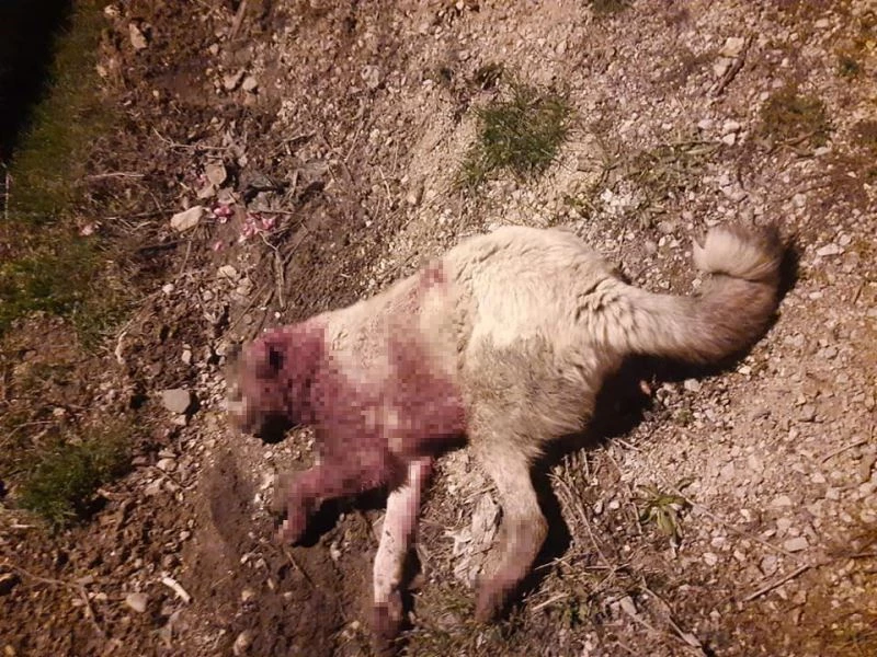 Çoban köpeklerinin öldürülmesi tepkiye yol açtı
