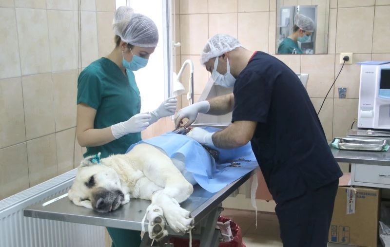 Çankaya Belediyesi’nden sokak hayvanlarının popülasyonunu dengede tutma adımı
