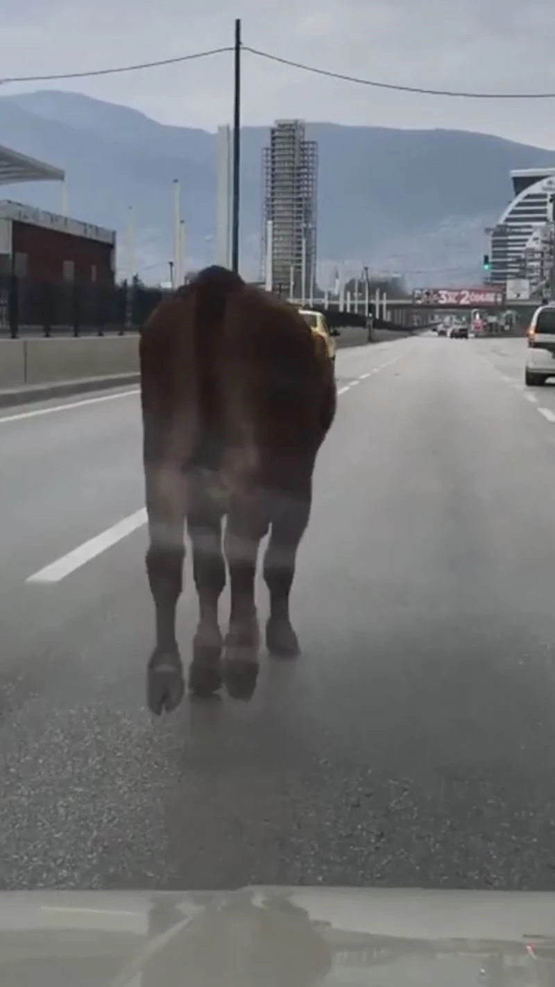 İpini koparan boğa Bursa trafiğinde koşturdu
