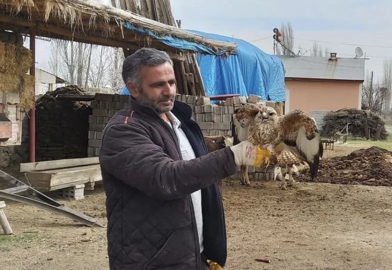 Şahin yırtıcısı tedavi altına alındı
