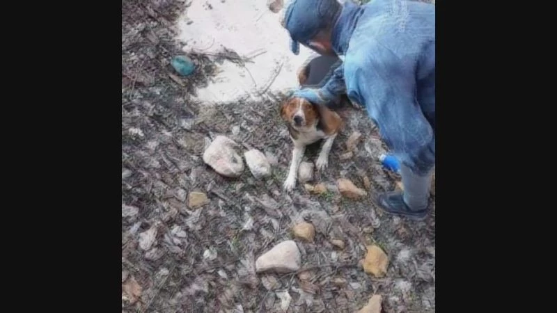 Kurtarıldıktan sonra teşekkür eder gibi baktı
