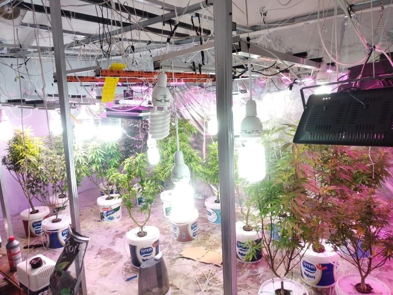 Lüks villada düzenek kurup Hint keneviri yetiştirdiler
