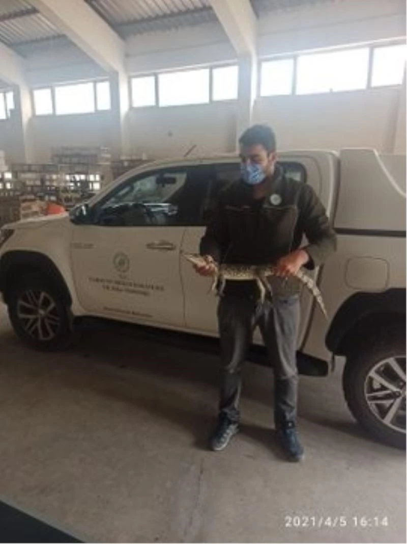 Adana’da çiftlik evinde beslenen timsaha el konuldu
