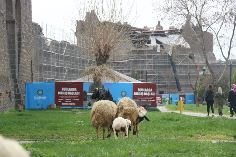 Tarihi sur dipleri hayvanların otlama yeri oldu
