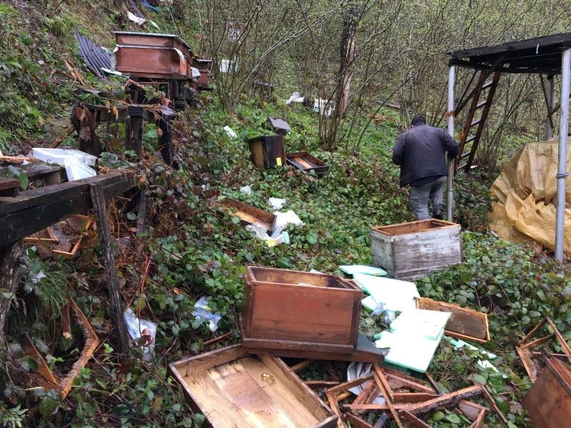 Yiyecek arayan ayı arı kovanlarını parçaladı
