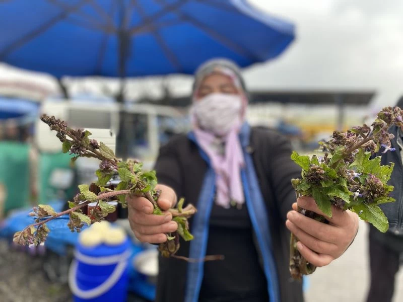 Şifa dağıtan kaldirik otu tezgahta yerini aldı
