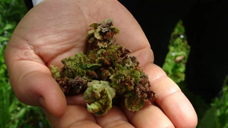 Fındıkta tehlike: Kozalak akarı
