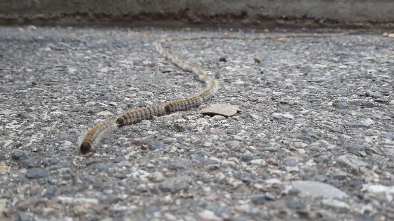 78 tırtıl ip gibi dizildi, görenler ’yılan’ zannetti
