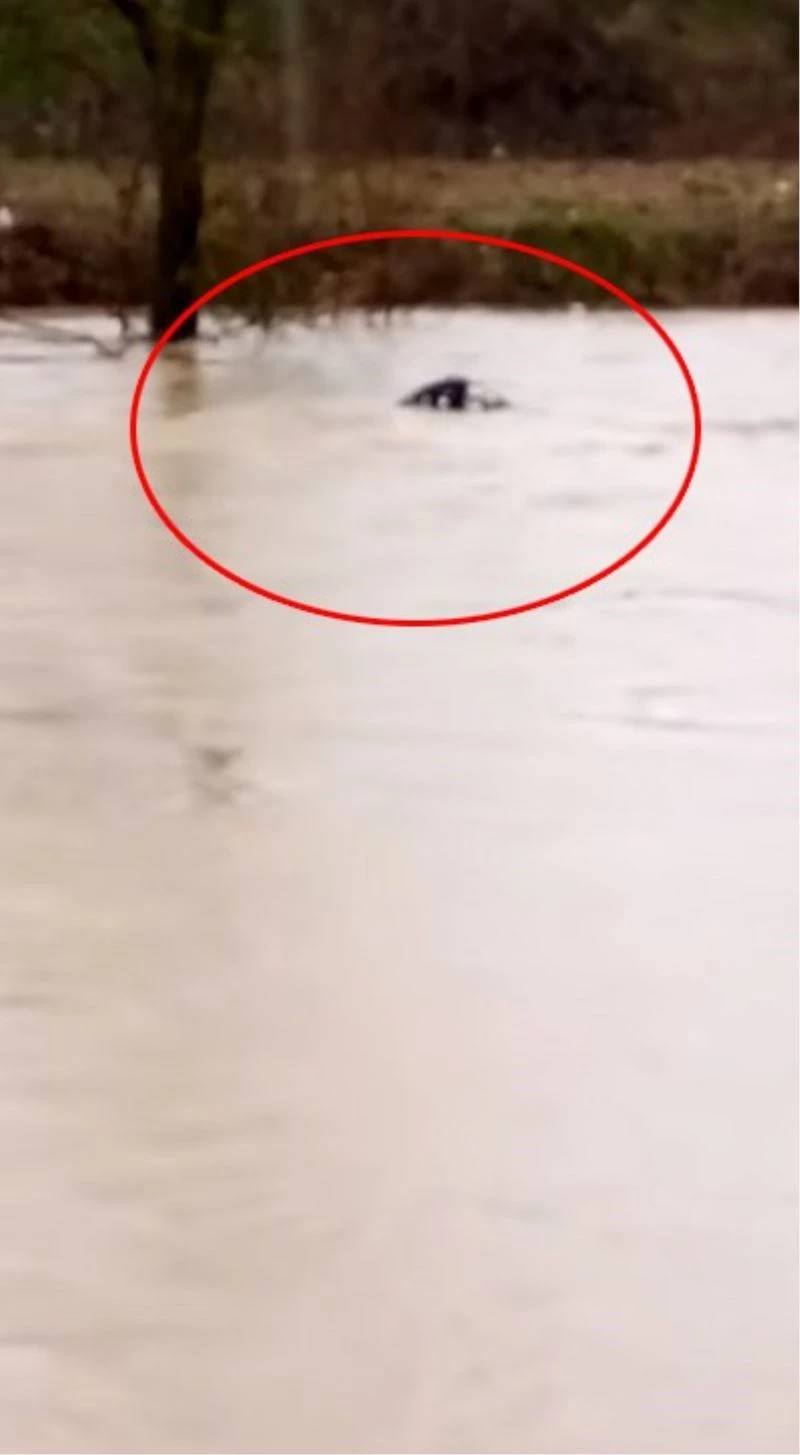 Azgın sular danayı yuttu
