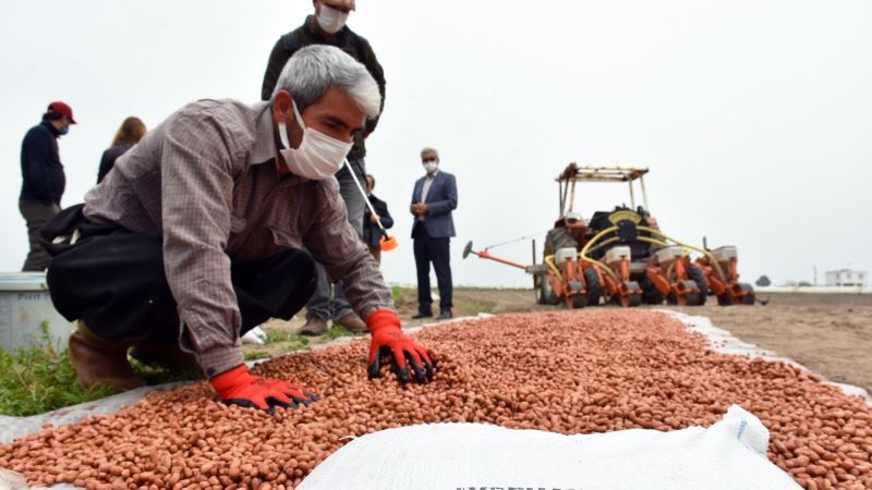 Tarsus’ta yerli tohum üretimi yaygınlaştırılıyor
