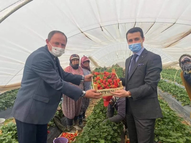 Kaymakam Alpay çilek üreticilerine bereketli sezon dileğinde bulundu
