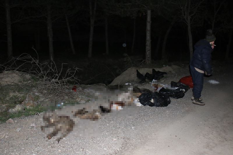 Başkent’te patilerine damar yolu açılmış şekilde 30’un üzerinde ölü köpek bulundu
