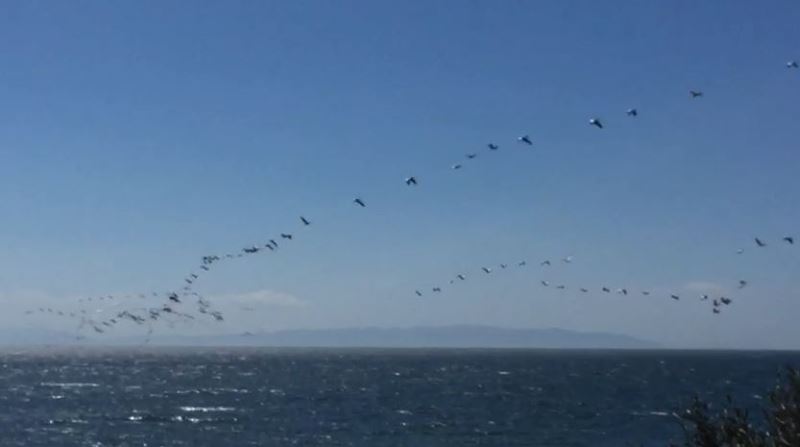 Göç eden pelikanlar Tekirdağ semalarını kapladı
