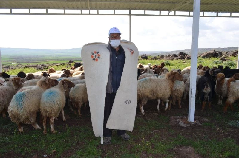 Meralar sürülerle şenlendi
