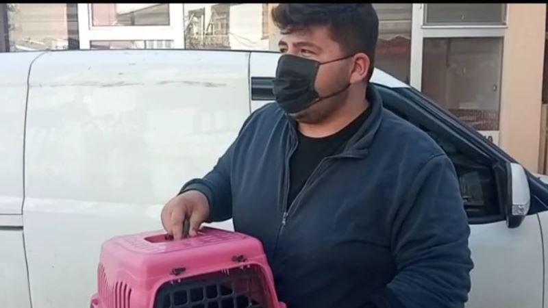 Yaralı kedi ve köpek tedavi için İstanbul’a gönderildi
