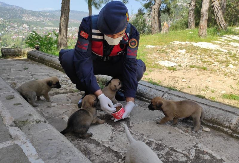 Jandarma ’tam kapanma’ sürecinde sokak hayvanlarını unutmadı
