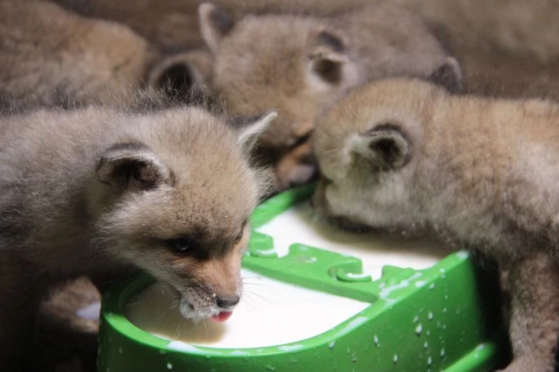 Kazada anneleri ölen yavru tilkiler bakıma alındı
