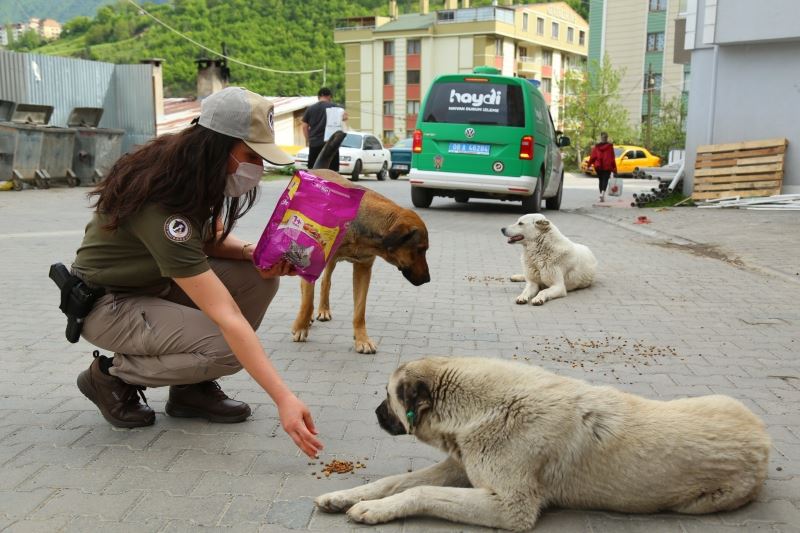 Artvin’de “tam kapanma” sürecinde sokak hayvanlarına polis ekiplerinden şefkat eli
