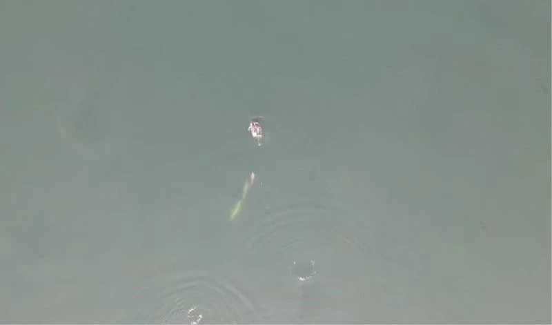 İzmit Körfezi’nde yunuslar havadan görüntülendi
