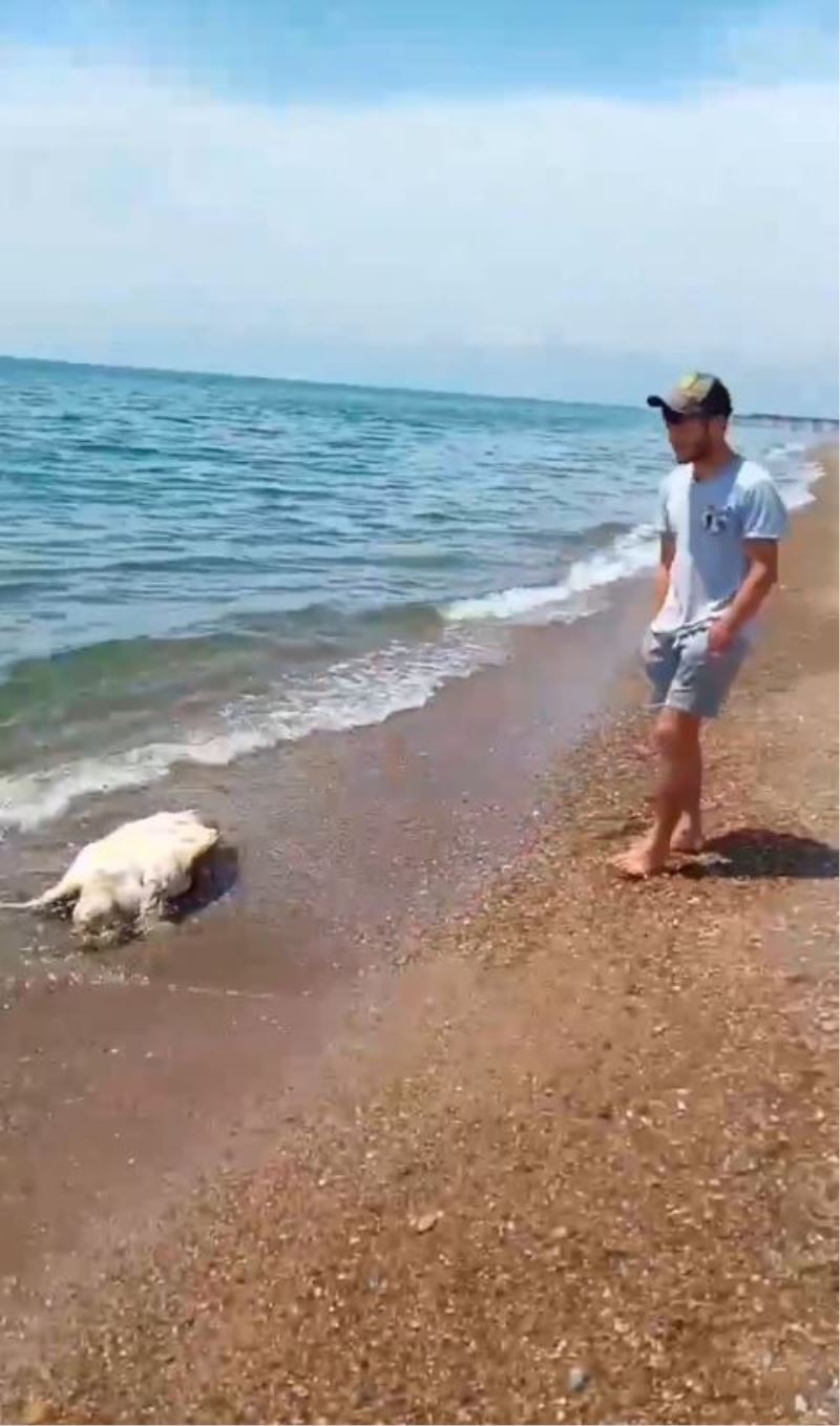 Antalya’da caretta caretta ölüsü sahile vurdu
