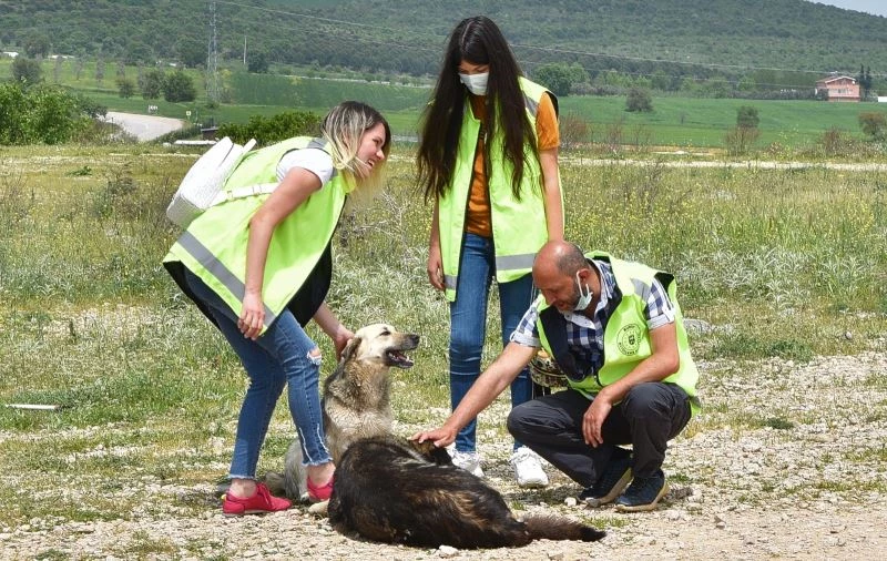 Bursa’da gönüllüler can dostları için yasağı deldi
